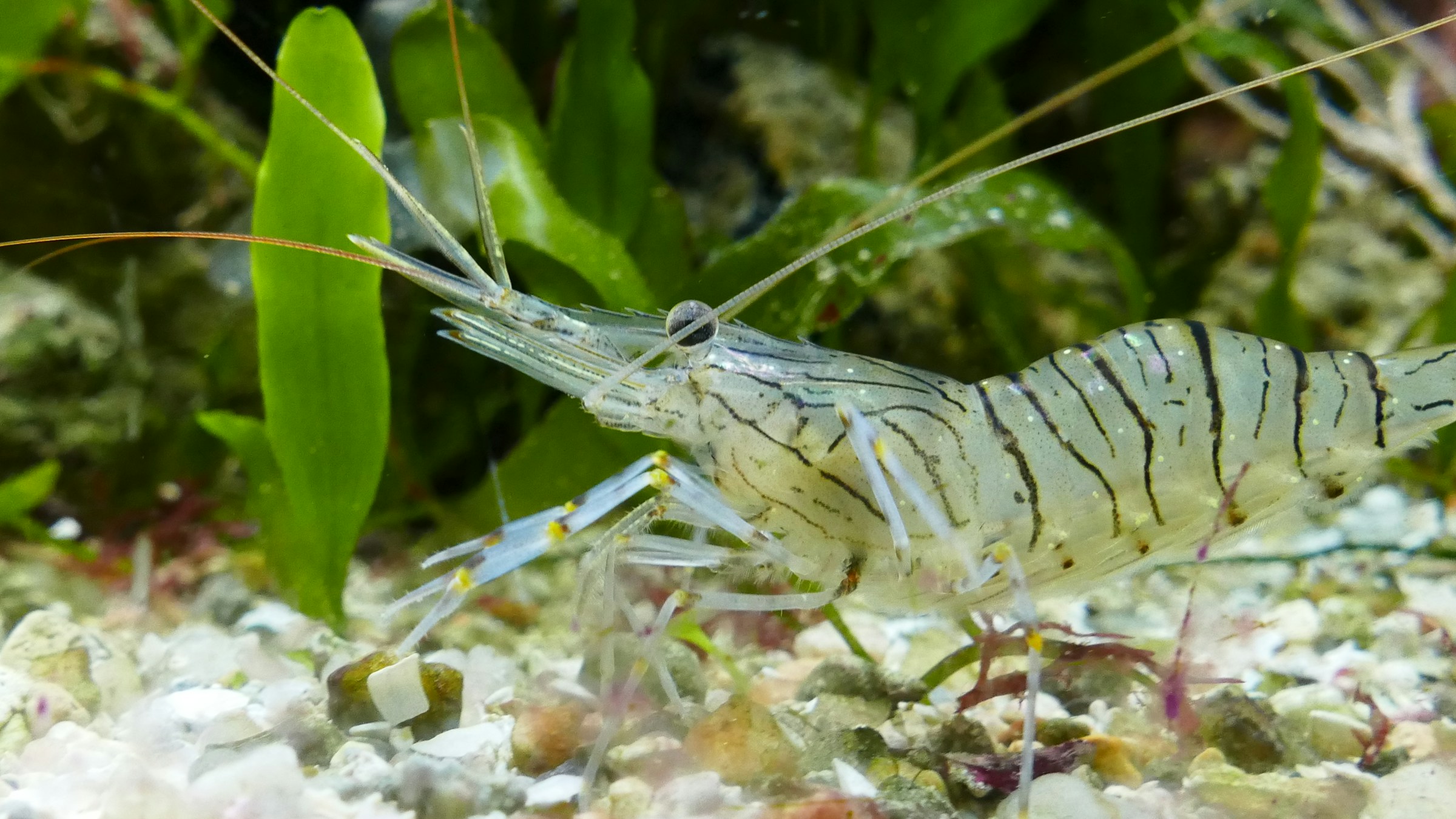 Shrimp background