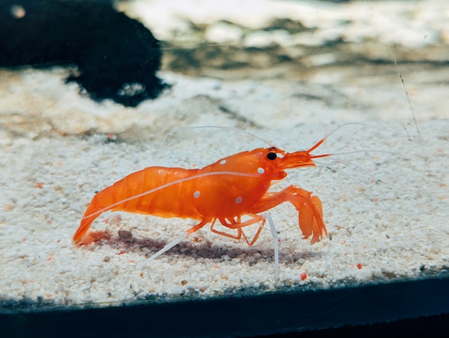 Value-Added Shrimp